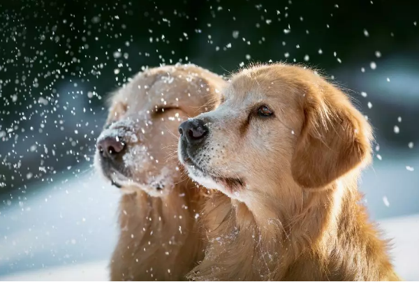 53528b9d837f4939bd4c4f42e3b7a18d