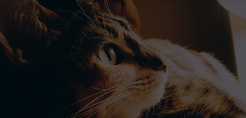 JDB电子(中国区)·官方网站